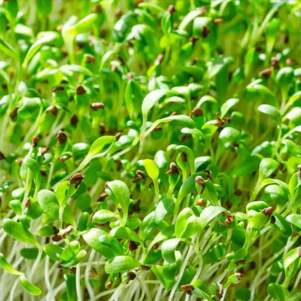 Alfalfa Microgreens 100g