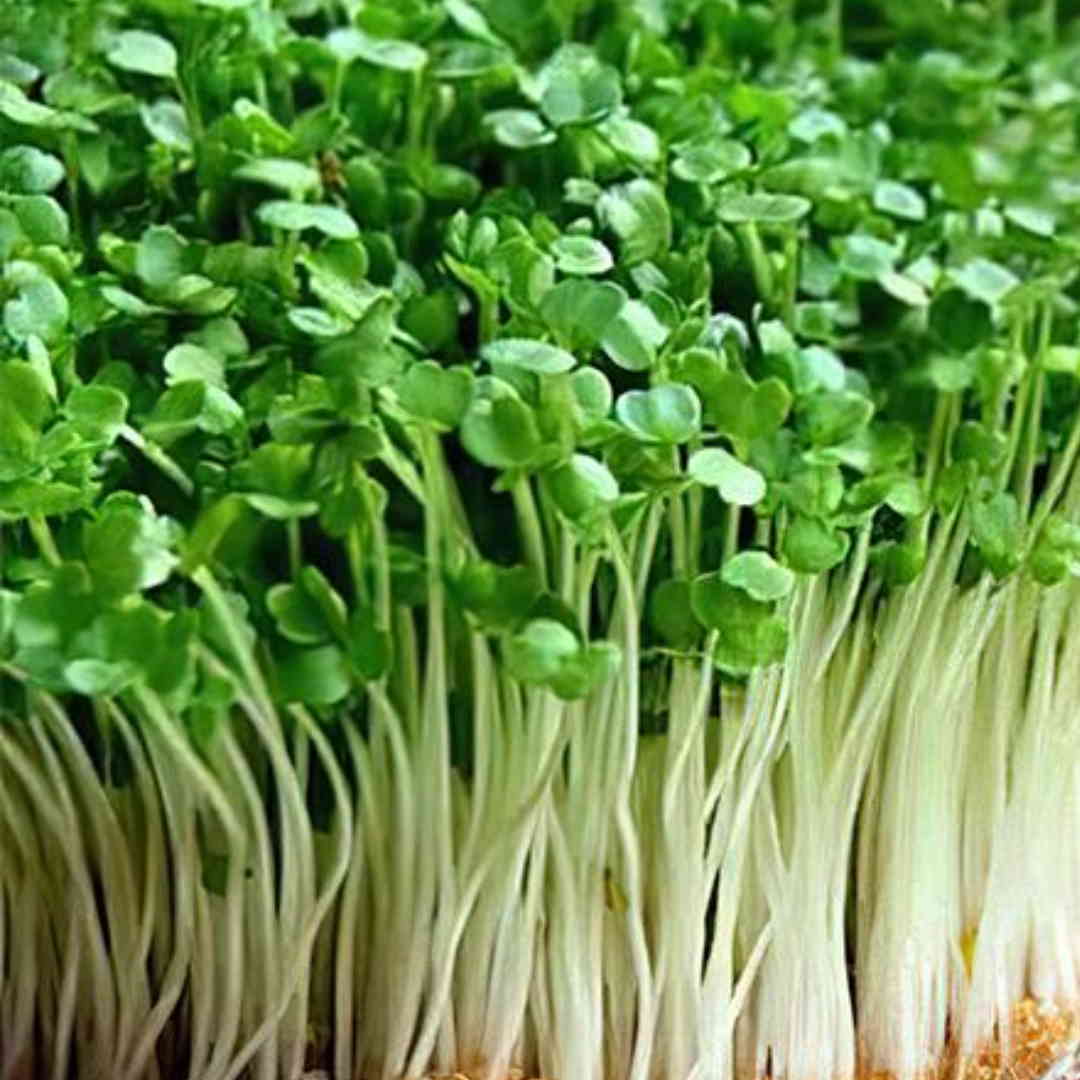 Cabbage Microgreens 100g