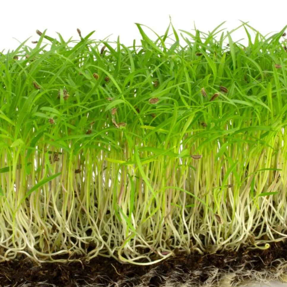 Carrot Microgreen 100g