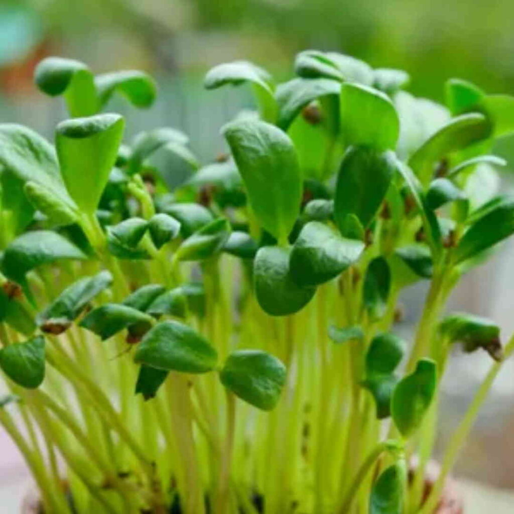 Fenugreek (Methi) Microgreens 100g
