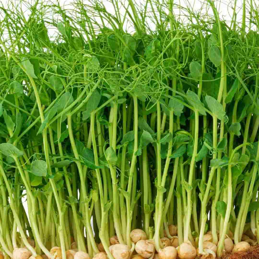 Peas Microgreens 100g