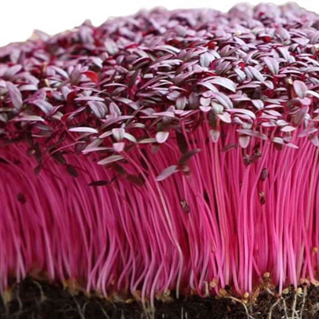Red Amaranth Microgreens 100g