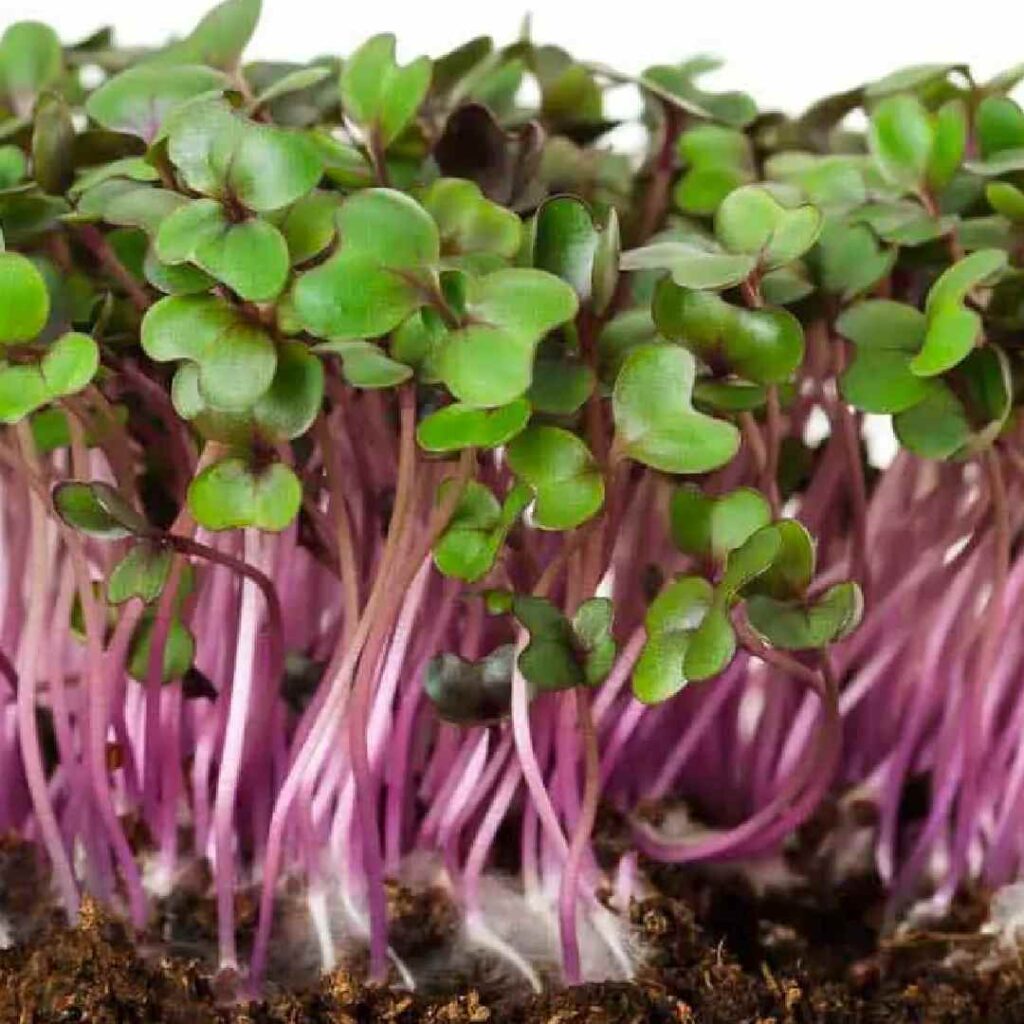 Red Cabbage Microgreens 100g