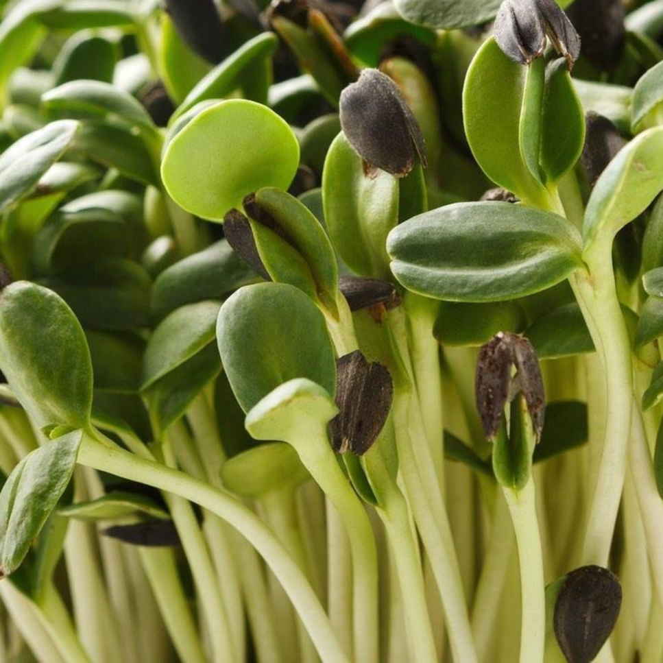 Sunflower Microgreen 100g